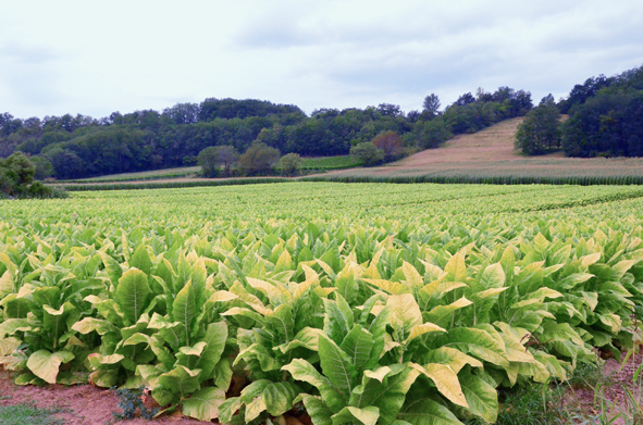 Tobacco_plants.jpg
